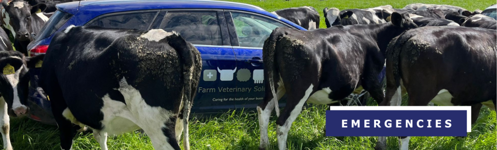 Farm call vets near sales me